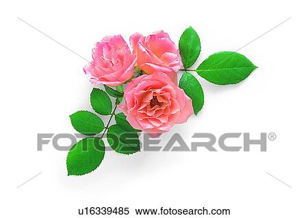 Stock Photography - plant, flower, leaf, rose, pink. Fotosearch