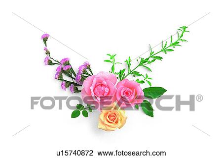 Stock Image - plant, flower, leaf, rose, pink, yellow. Fotosearch