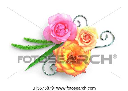 Stock Photo - plant, flower, leaf, rose, pink, yellow. Fotosearch