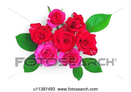 plant, flower, leaf, rose, red View Large Photo Image Stock Image - plant, flower, leaf, rose, red. Fotosearch