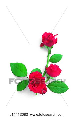 plant, flower, leaf, rose, red View Large Photo Image Stock Image - plant, flower, leaf, rose, red. Fotosearch