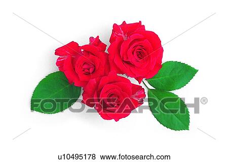 Stock Photo - plant, flower, leaf, rose, red. Fotosearch