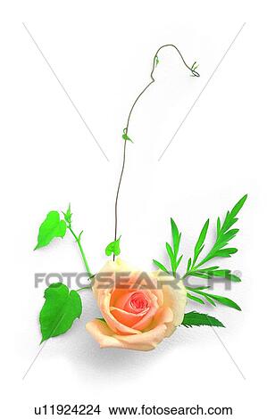 Picture - plant, flower, leaf, rose, yellow. Fotosearch