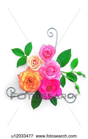 plant, flower, leaf, rose, yellow, pink View Large Photo Image Stock Photo - plant, flower, leaf, rose, yellow, pink. Fotosearch