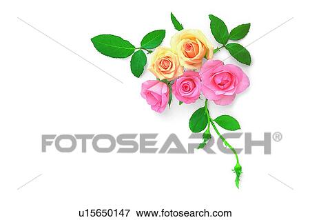plant, flower, leaf, rose, yellow, pink View Large Photo Image Stock Photo - plant, flower, leaf, rose, yellow, pink. Fotosearch