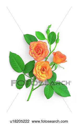 Stock Image - plant, flower, leaf, rose, yellow. Fotosearch
