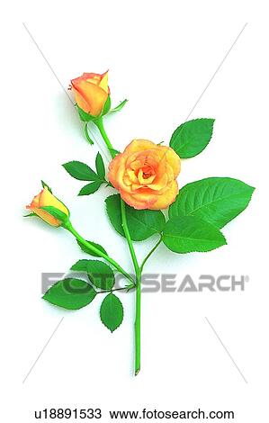 Stock Image - plant, flower, leaf, rose, yellow. Fotosearch