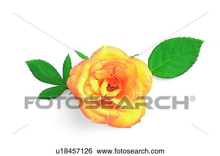 Stock Photograph - plant, flower, leaf, rose, yellow. Fotosearch