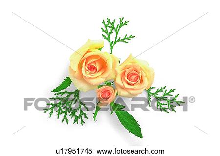 plant, flower, leaf, rose, yellow View Large Photo Image Stock Photography - plant, flower, leaf, rose, yellow. Fotosearch