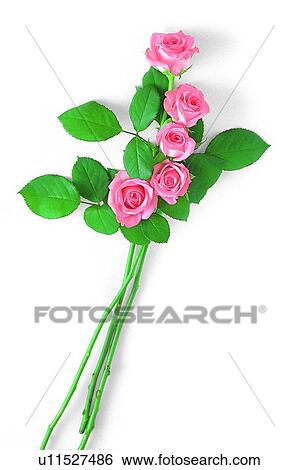 Stock Photograph - plant, flower, rose, leaf, pink. Fotosearch