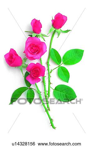 plant, flower, rose, pink, leaf View Large Photo Image Stock Photograph - plant, flower, rose, pink, leaf. Fotosearch