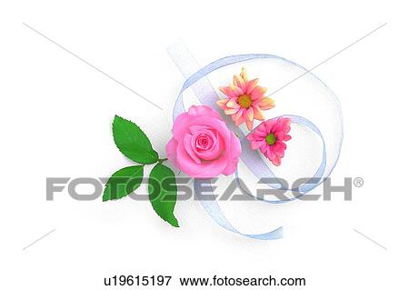 Stock Photo - plant, flower, rose, ribbon, leaf, pink. Fotosearch