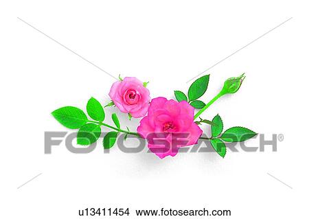 plant, leaf, flower, rose, pink View Large Photo Image Picture - plant, leaf, flower, rose, pink. Fotosearch