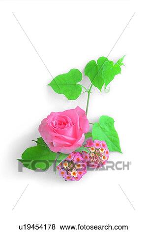 Stock Photo - plant, leaf, flower, rose, pink. Fotosearch