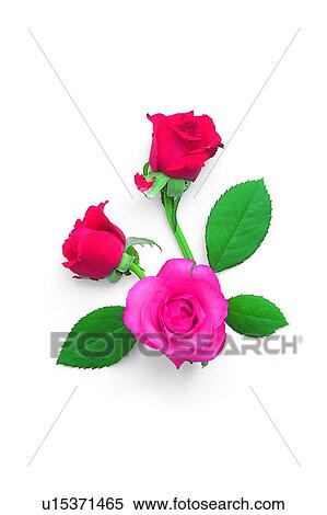 Stock Photography - plant, pink, rose, leaf, flower, red. Fotosearch
