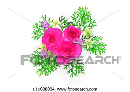 plant, rose, flower, leaf, pink View Large Photo Image Picture - plant, rose, flower, leaf, pink. Fotosearch