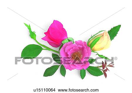 plant, rose, flower, leaf, pink View Large Photo Image Picture - plant, rose, flower, leaf, pink. Fotosearch