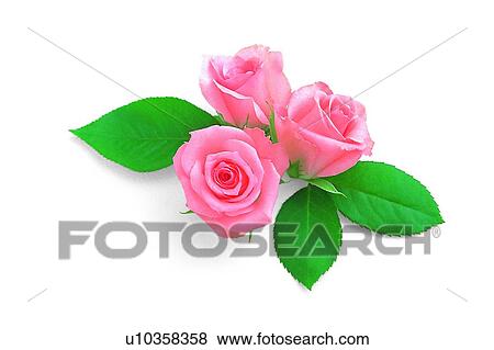 plant, rose, leaf, flower, pink View Large Photo Image Stock Photo - plant, rose, leaf, flower, pink. Fotosearch