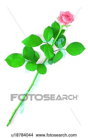 ribbon, rose, leaf, flower, plant, pink View Large Photo Image Picture - ribbon, rose, leaf, flower, plant, pink. Fotosearch
