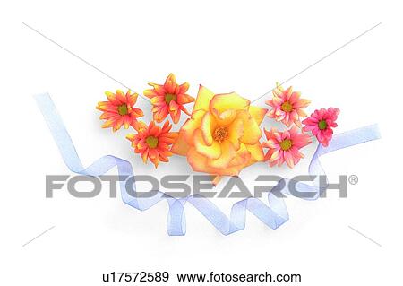 Stock Photo - ribbon, yellow, rose, plant, leaf, flower. Fotosearch