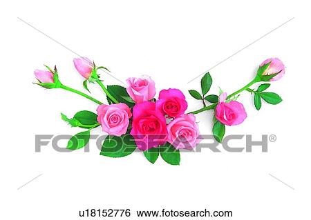 Stock Photograph - rose, flower, pink, plant, leaf. Fotosearch