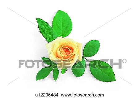 Picture - rose, leaf, flower, plant, yellow. Fotosearch