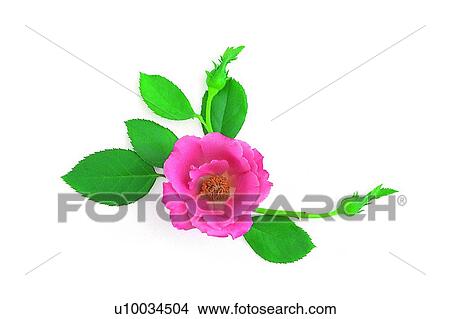 rose, plant, flower, leaf, pink View Large Photo Image Picture - rose, plant, flower, leaf, pink. Fotosearch