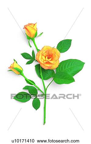 rose, plant, leaf, yellow, flower View Large Photo Image Stock Image - rose, plant, leaf, yellow, flower. Fotosearch