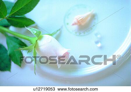 flower, light, water drop, leaf, rose, plate, sea shell View Large Photo Image Stock Image - flower, light, water drop, leaf, rose, plate, sea shell. Fotosearch