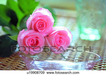 flower, rose, leaf, glass plate, plant, light View Large Photo Image Stock Photo - flower, rose, leaf, glass plate, plant, light. Fotosearch