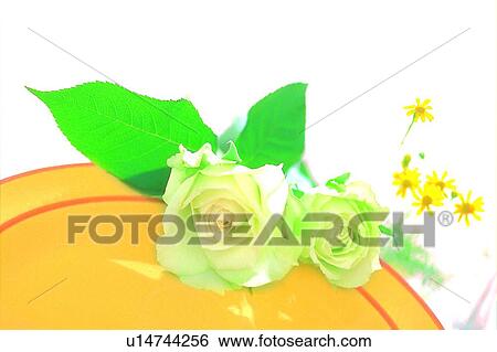flower, rose, leaf, plant, plate, light, shadow View Large Photo Image Stock Photograph - flower, rose, leaf, plant, plate, light, shadow. Fotosearch