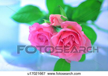 leaf, flower, plant, shadow, cup, sun light View Large Photo Image Stock Photo - leaf, flower, plant, shadow, cup, sun light. Fotosearch