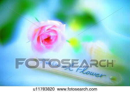 leaf, rose, flower, pink, wood stick, word, light View Large Photo Image Stock Image - leaf, rose, flower, pink, wood stick, word, light. Fotosearch