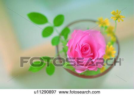 leaf, rose, plant, frame, flower, light View Large Photo Image Stock Photo - leaf, rose, plant, frame, flower, light. Fotosearch