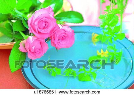 Stock Image - light, bracken, rose, leaf, sun light, shadow. Fotosearch