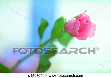 light, flower, rose, plant, leaf, pink View Large Photo Image Stock Photo - light, flower, rose, plant, leaf, pink. Fotosearch