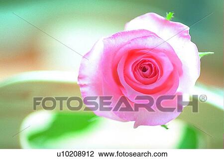 pink, light, plant, leaf, tray, rose, flower View Large Photo Image Stock Image - pink, light, plant, leaf, tray, rose, flower. Fotosearch