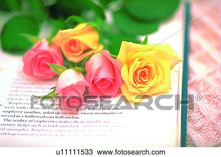 plant, flower, rose, leaf, light, book View Large Photo Image Stock Image - plant, flower, rose, leaf, light, book. Fotosearch