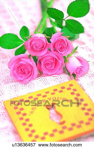 plant, flower, rose, leaf, light, book View Large Photo Image Stock Photo - plant, flower, rose, leaf, light, book. Fotosearch
