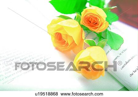 plant, flower, rose, leaf, light, book View Large Photo Image Stock Photo - plant, flower, rose, leaf, light, book. Fotosearch