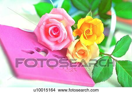 plant, flower, rose, leaf, light, frame View Large Photo Image Picture - plant, flower, rose, leaf, light, frame. Fotosearch