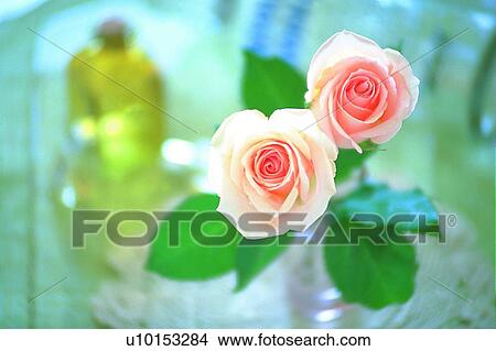 Picture - plant, flower, rose, leaf, light, glass bottle. Fotosearch
