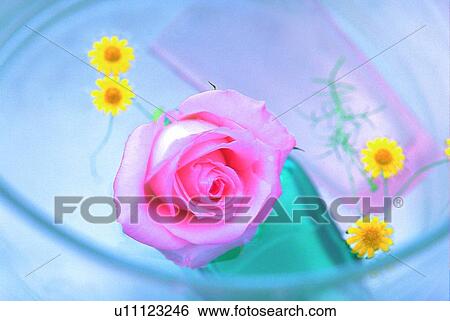 plant, flower, rose, leaf, light, glass bowl View Large Photo Image Stock Photograph - plant, flower, rose, leaf, light, glass bowl. Fotosearch