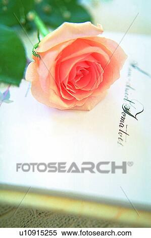 Stock Photography - plant, flower, rose, leaf, light, paper. Fotosearch