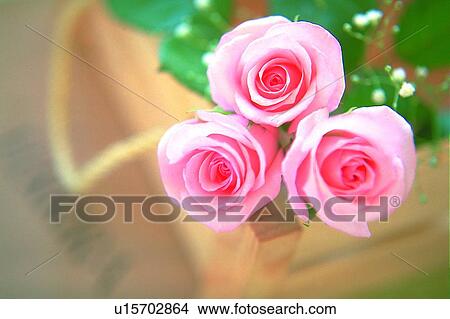 Picture - plant, flower, rose, leaf, light, wooden box. Fotosearch