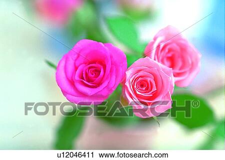 plant, flower, rose, leaf, light, pink View Large Photo Image Stock Image - plant, flower, rose, leaf, light, pink. Fotosearch