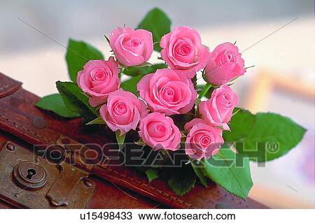 plant, flower, rose, leaf, light, suitcase View Large Photo Image Stock Image - plant, flower, rose, leaf, light, suitcase. Fotosearch