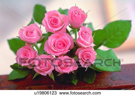 plant, flower, rose, leaf, light, suitcase View Large Photo Image Stock Image - plant, flower, rose, leaf, light, suitcase. Fotosearch