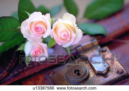 plant, flower, rose, leaf, light, suitcase View Large Photo Image Stock Photograph - plant, flower, rose, leaf, light, suitcase. Fotosearch