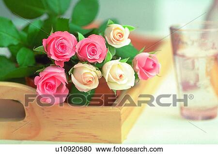 Stock Image - plant, flower, rose, leaf, light, tray. Fotosearch